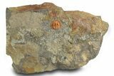 Orange Trinucleid Trilobite (Declivolithus) - Mecissi, Morocco #372373-1
